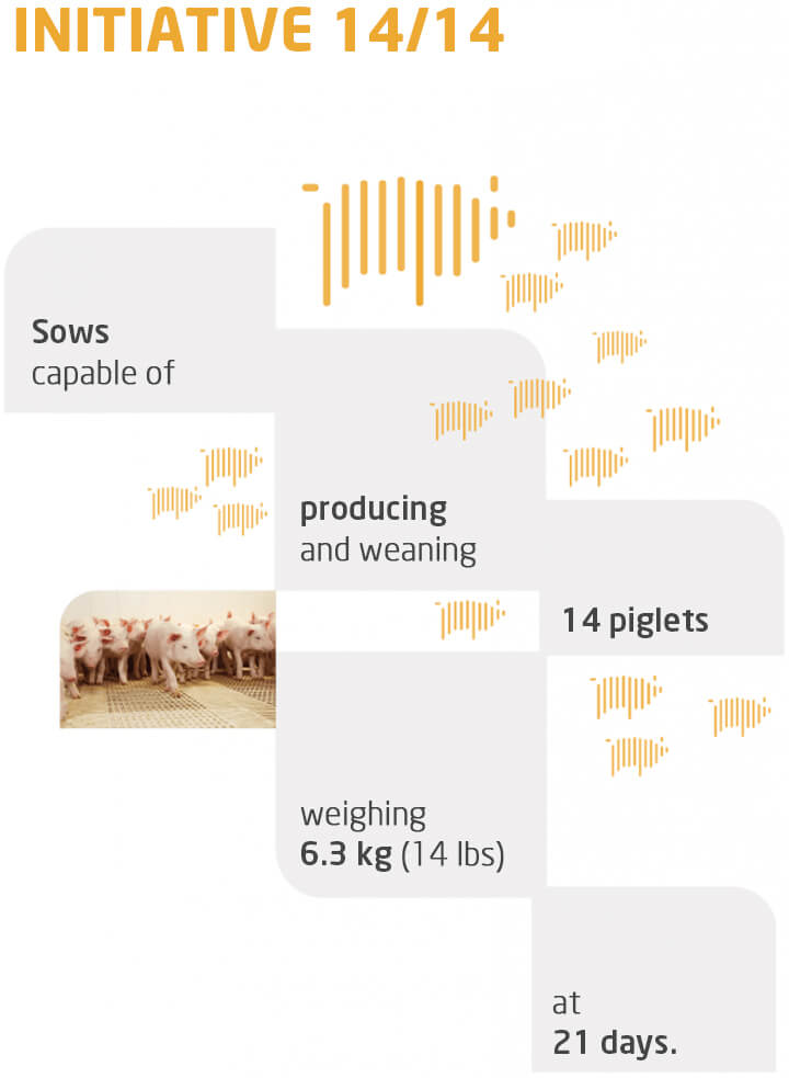 L241 F1 Hyperprolific Hybrid Sow Swine Genetics Andrimner